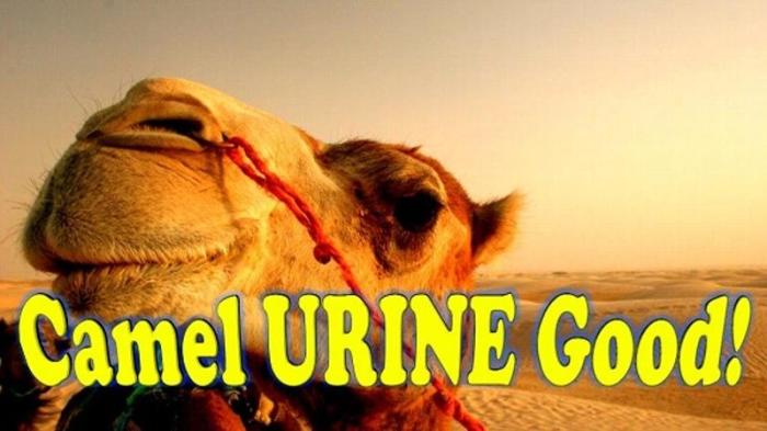 CamelUrine2